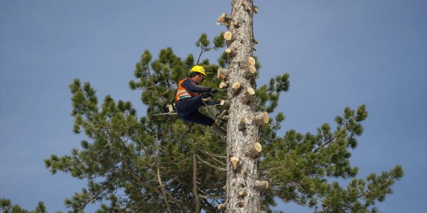 Kazdağları'nda metrelerce yükseklikte ağaç budama mesaisi