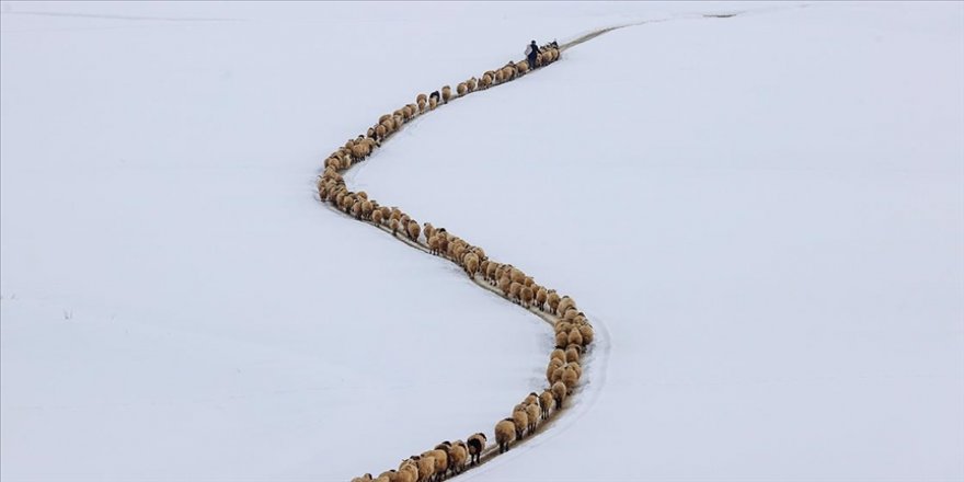 Besiciler kışın çetin şartlarında hayvanlarının bakımını sürdürüyor