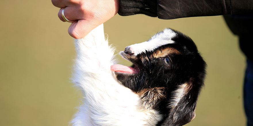 Besicilerin tatlı telaşı, baharın habercileri: Oğlak ve kuzular