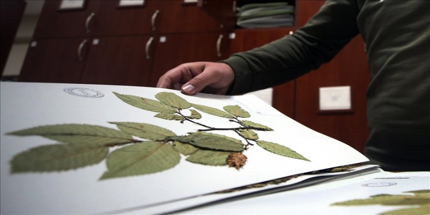 Risk altındaki bitki türleri botanik bahçede geleceğe taşınacak