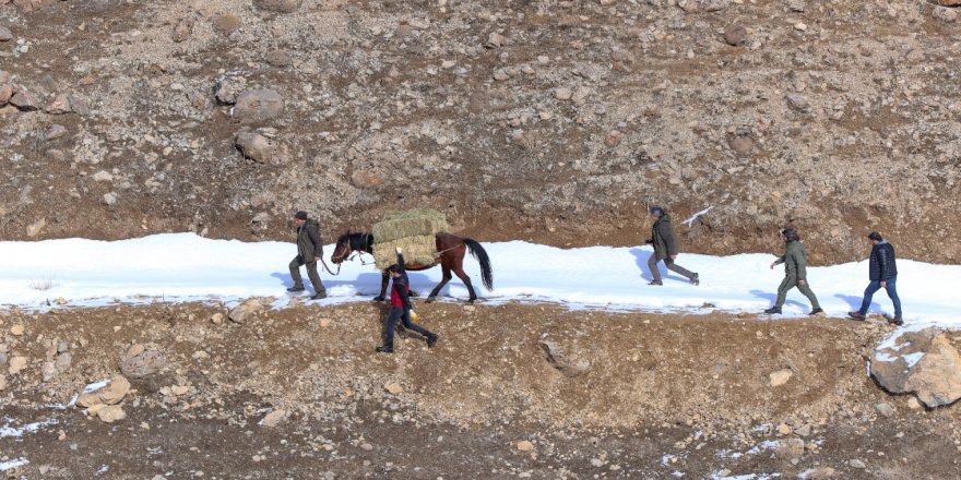 Van'da yaban keçileri için atlarla ot taşıdılar