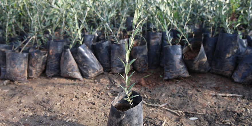 İzmir'de 1 milyon 300 bin fide ile 300 kilogram tohum dağıtıldı