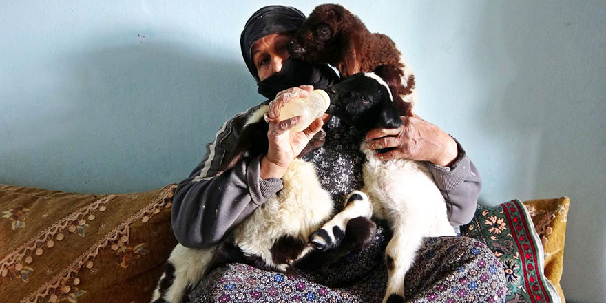 Annesiz kalan kuzuları biberonla besliyor