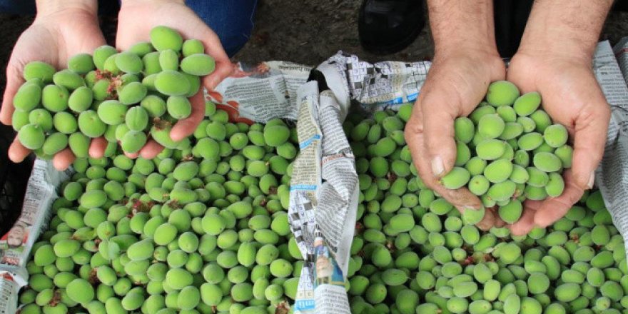 Kayısı çağlasının ilk hasadı yapıldı, kilogramı 500 TL'den satılıyor