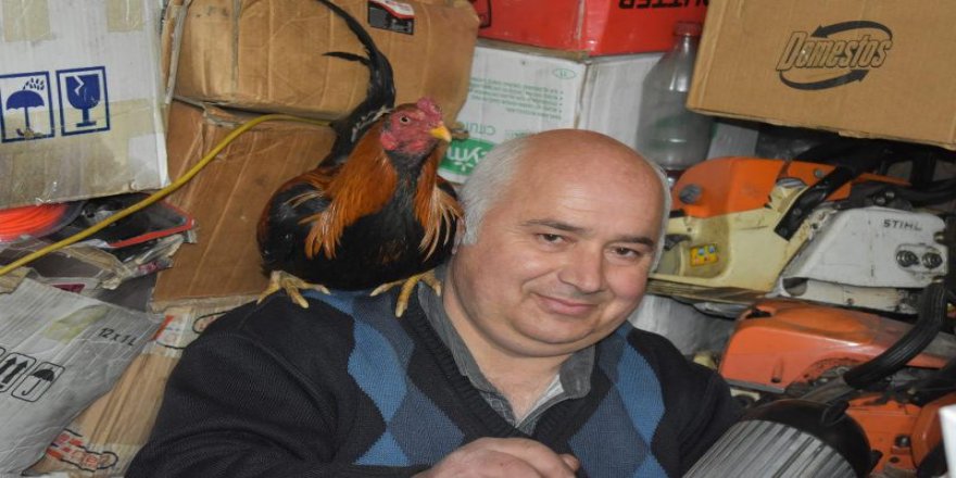 Bartınlı esnaf her gün işe omuzundaki horozuyla gidiyor