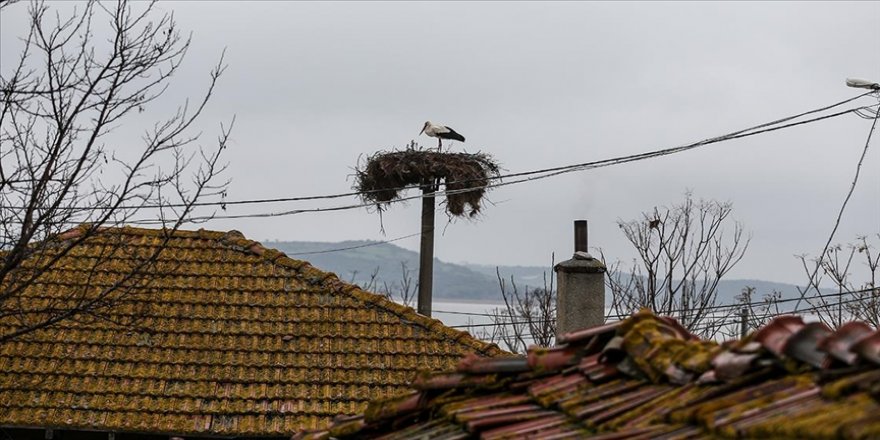 'Yaren' leylek 11'inci göç yılında Uluabat Gölü manzaralı yuvasına yerleşti