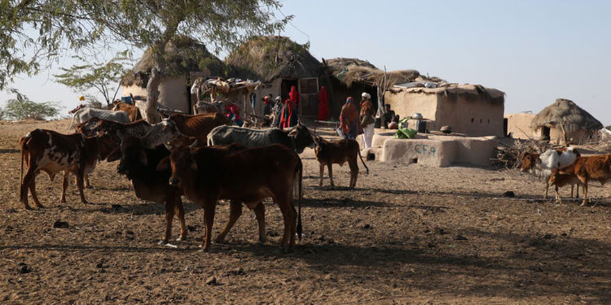 Pakistan çöllerinde yaşayan Rohiler, zorluğa rağmen ata topraklarını terk etmiyor