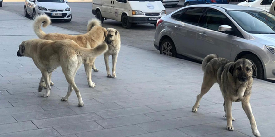 İstanbul'un göbeğinde köpek korkusundan dışarı çıkamıyorlar