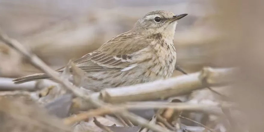 Diyarbakır'da görüntülenen incir kuşu UNESCO Kültür Mirası Listesi'nde yer alıyor