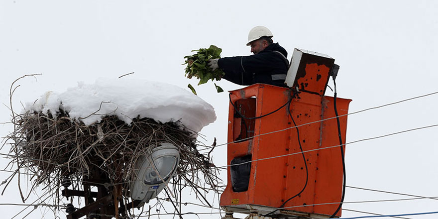 Elektrik arıza ekipleri leyleklerin yuvalarına yiyecek bıraktı