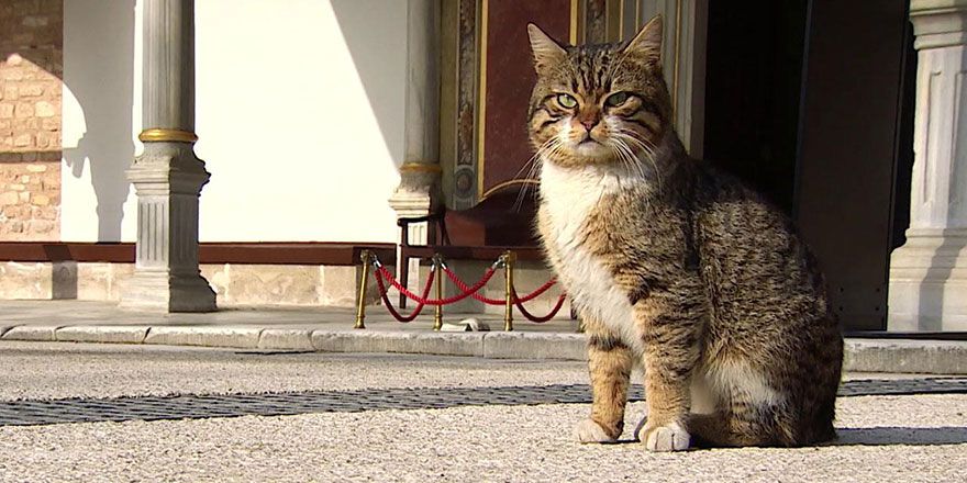 Topkapı Sarayı'nın 'kedi kapısı' 'Mülayim'e emanet