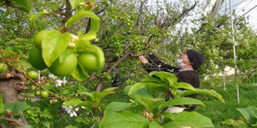 Mersin'de örtü altı erik hasadı başladı
