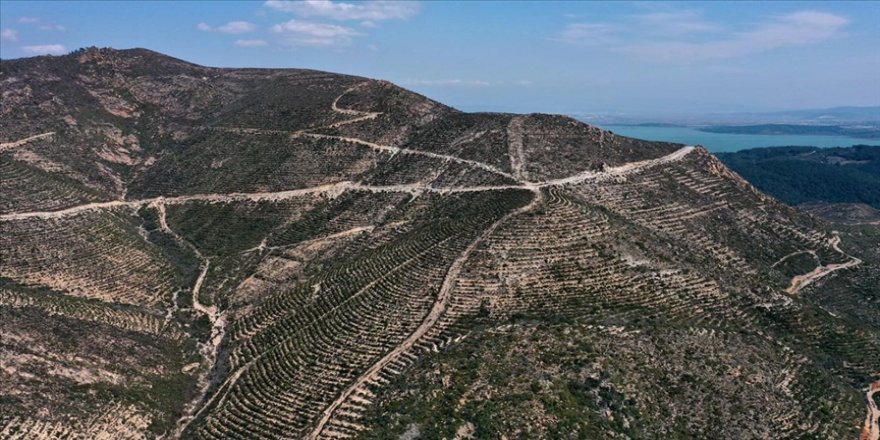 Adana'da geçen yıl çıkan 125 orman yangınının izleri siliniyor