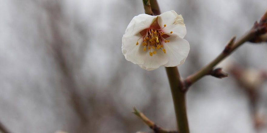 Diyarbakır'da badem ağaçları çiçeklendi