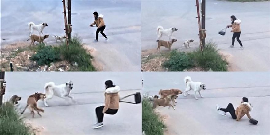 Köpeklerin saldırdığı genç kızın korku dolu anları