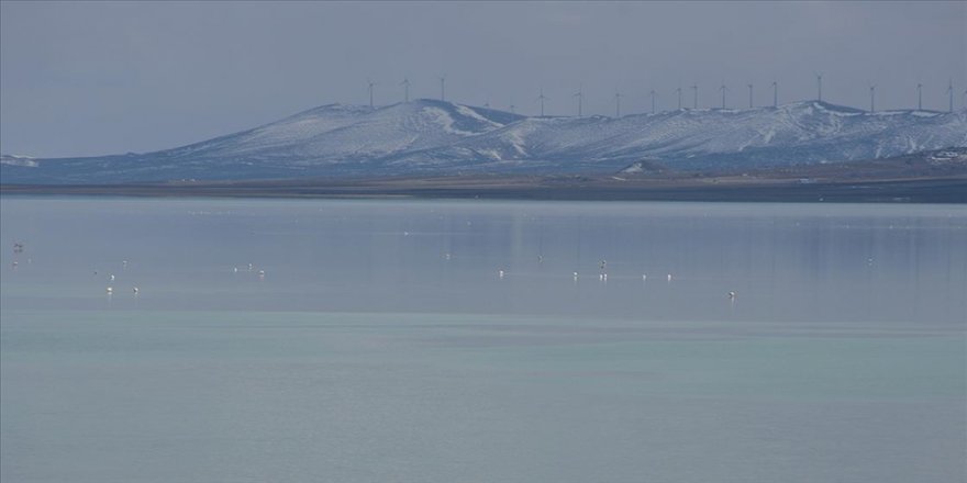 Son yağışlar Seyfe Gölü Kuş Cenneti'ne bereket oldu