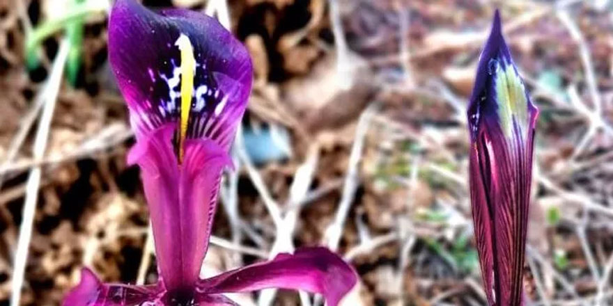 Bu bitki dünya üzerinde sadece Kayseri'de var!