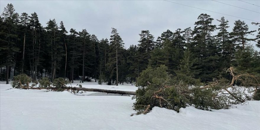 Bolu'da kuvvetli rüzgar ile onlarca çam ağacı devrildi