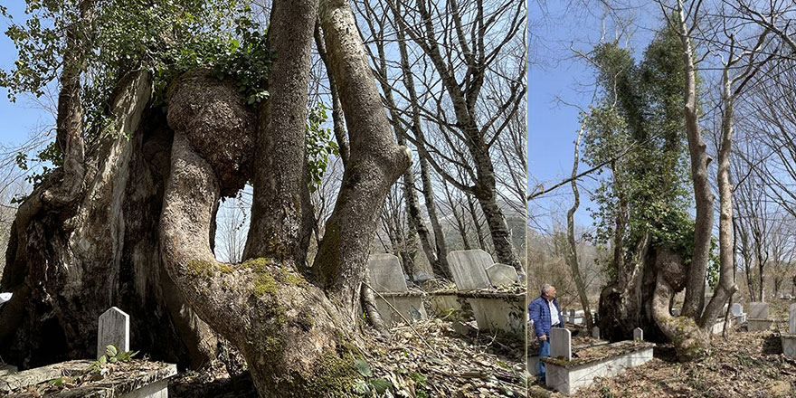 Üzerinde Arapça 'Allah' lafzı bulunan ağaç koruma altına alındı