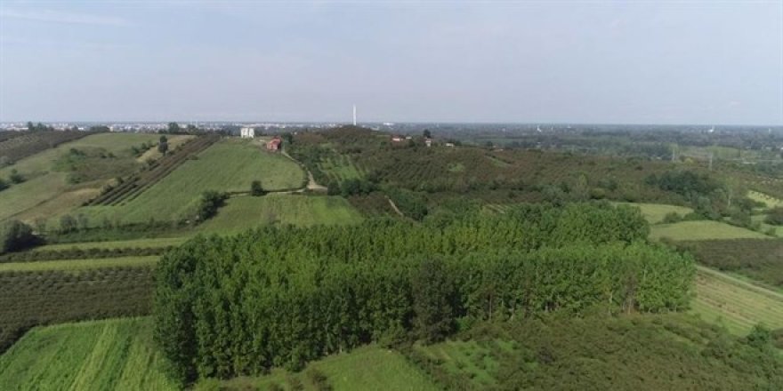 Türkiye'nin en önemli ovalarından biri 'orman'a dönüşüyor