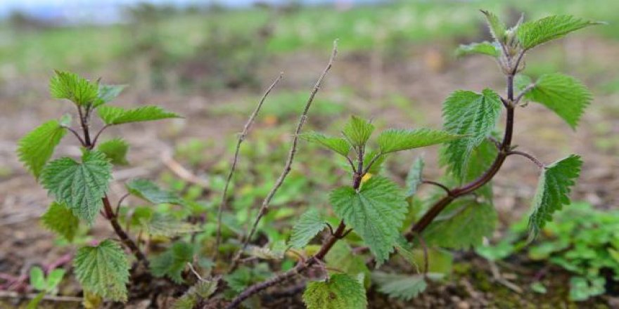 Giresun ısırganı coğrafi işaret tescil belgesi aldı