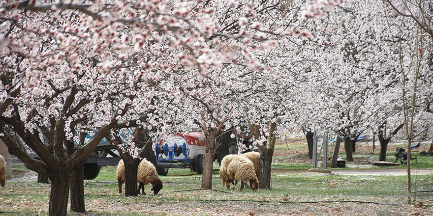 Beyaza bürünen kayısı bahçelerinde üretici yeni sezondan umutlu