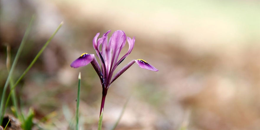 Kır navruzunu koparmanın cezası 109 bin lira