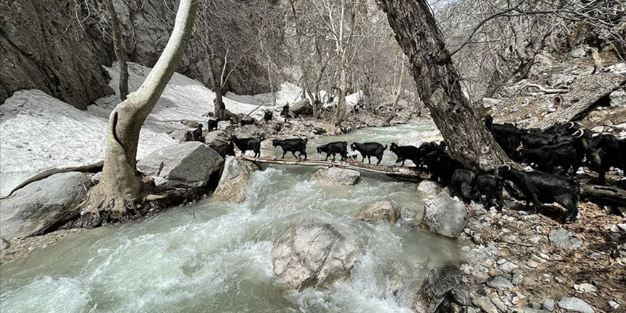 Sürüleriyle Aladağ yaylalarına çıkan besicilerin zorlu yolculuğu başladı