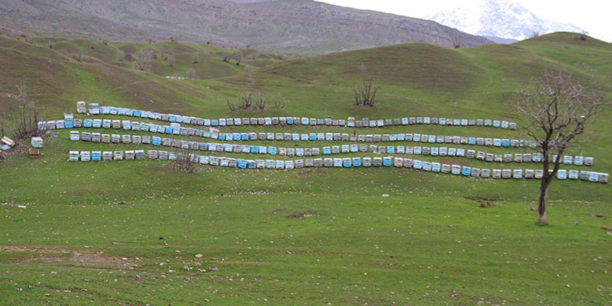 Derecik ve Şemdinli 50 bin arılı kovana ev sahipliği yapıyor