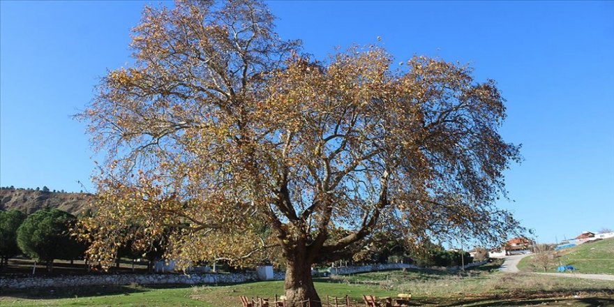 Doğal miras kabul edilen anıt ağaçlara titizlikle bakılıyor