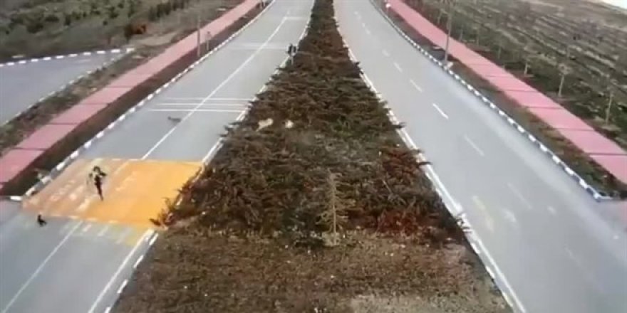 Van'da sahipsiz köpekler kız öğrenciye saldırdı