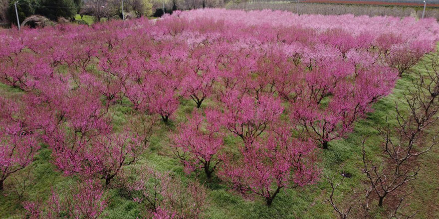 Bursa'daki şeftali bahçeleri pembeye büründü
