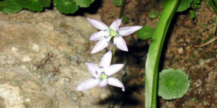 "Mezopotamya sümbülü" koruma altına alınıyor