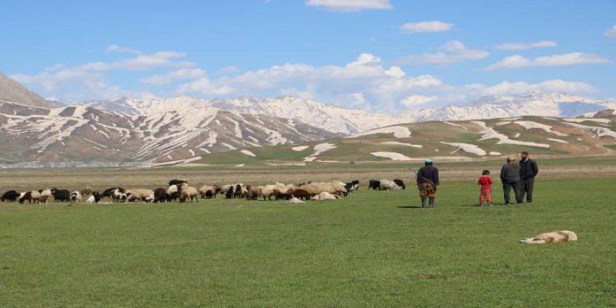 Aylık 7 bin liraya çoban bulamadılar, nöbet sistemine geçtiler