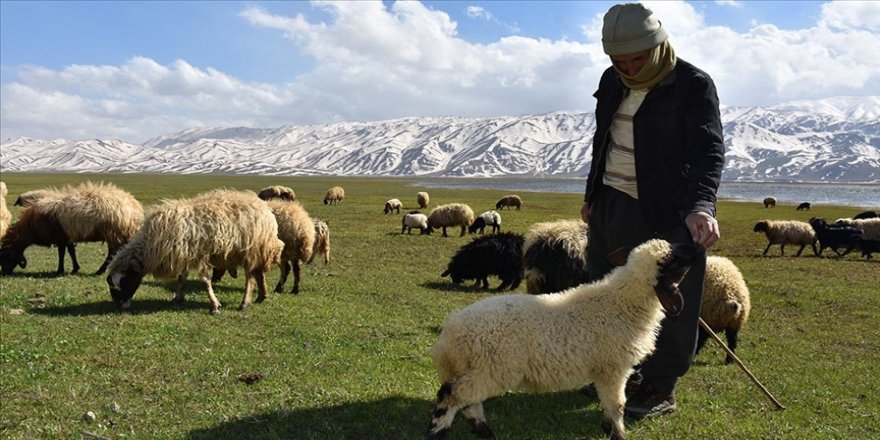 Hakkari'de besiciler zorlu kışın ardından hayvanlarını yeşeren meralara saldı