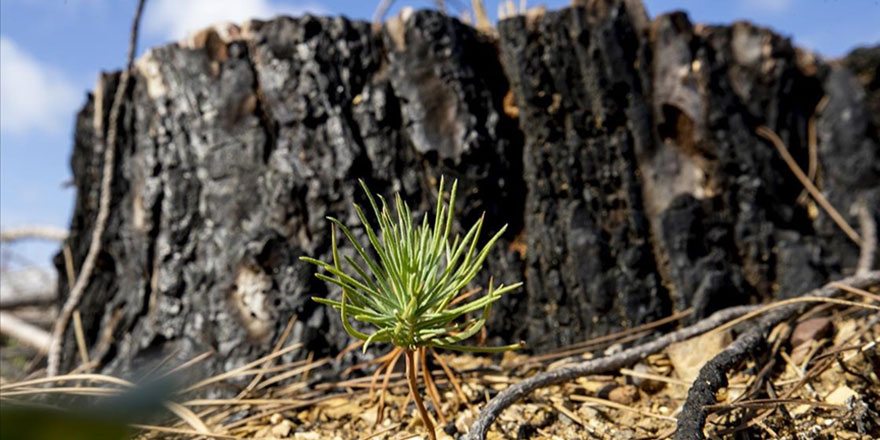 Isparta'da yanan ormanlık alan yeşermeye başladı
