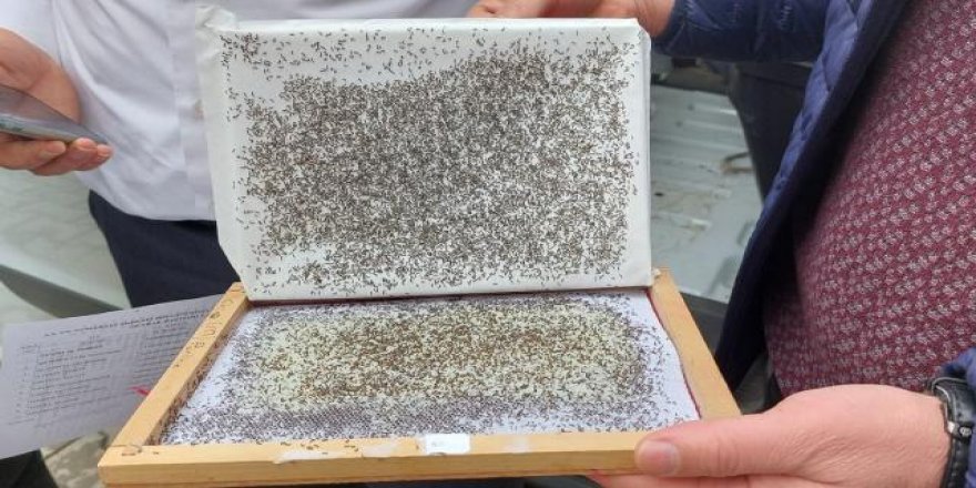 Düziçi İlçe Tarım ve Orman Müdürlüğü tarafından 8 üreticiye 240 bin ipek böceği dağıtıldı