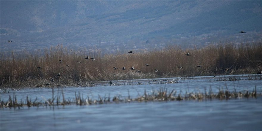 Eber Gölü yükselen su seviyesiyle hareketlendi