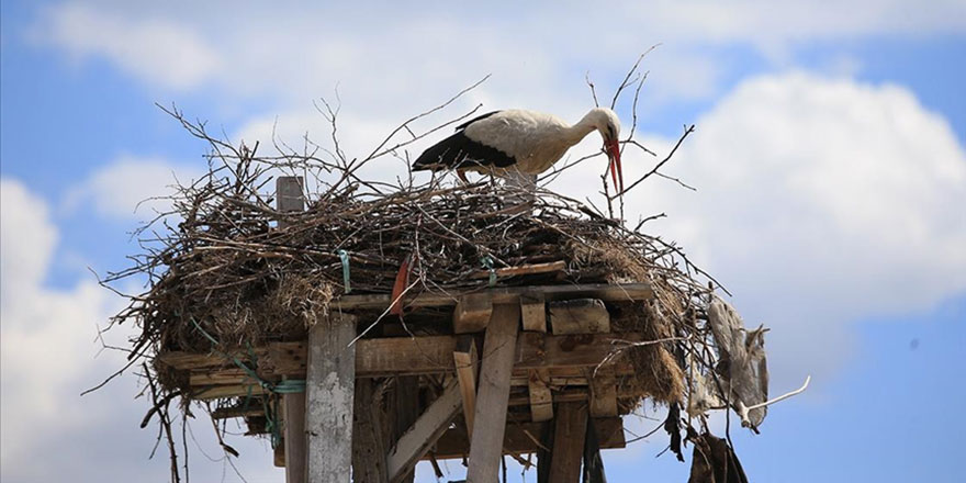 Evinin bahçesinde 60 yıldır leylekleri misafir ediyor