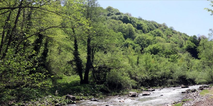 Konya'da ormanlık alanlara giriş çıkışlar yasaklandı