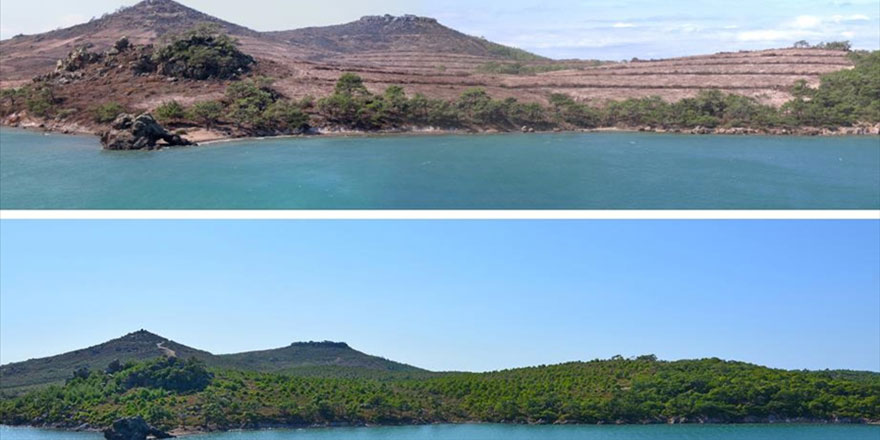 Yanan ormanların 'öncesi ve sonrası'