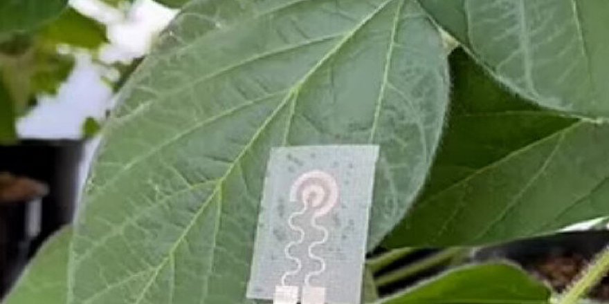 Bitkiler akıllı saat ile sinyal verecek