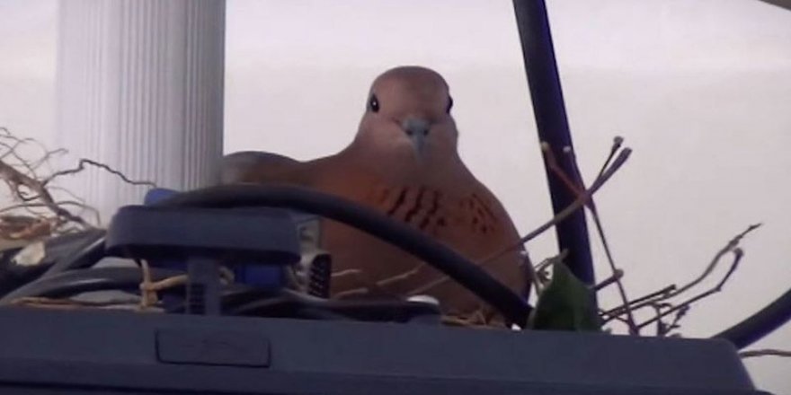 İlkokulun sıradışı öğrencisi: Kumru