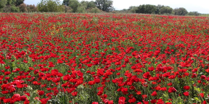 Yıldız Dağları'nın etekleri açan gelinciklerle kırmızıya büründü