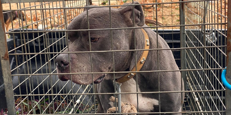 İzmir'de 3 yıl önce köpek saldırısına uğrayan kadın hukuk mücadelesinde kararlı