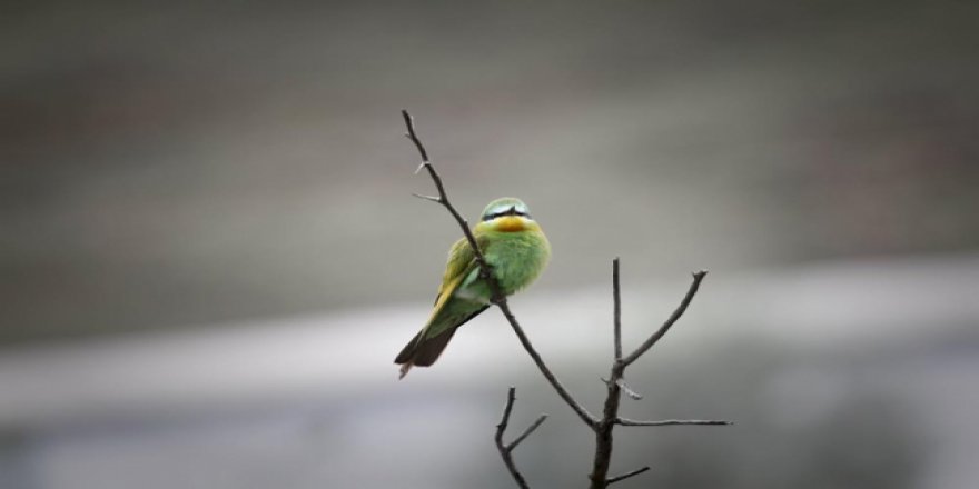 Yeşil arıkuşu ilk kez Sultan Sazlığı Milli Parkı'nda görüldü