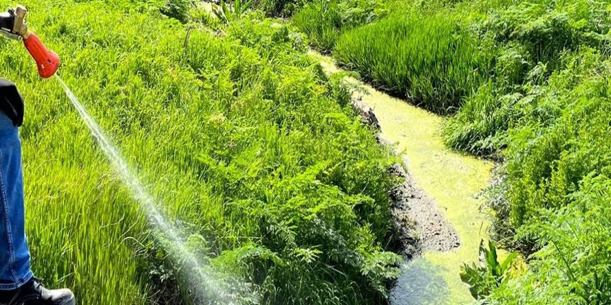 Yabani ot ilacı glifosatın bilinçsiz kullanımı, çevreyi ve insan sağlığını olumsuz etkiliyor