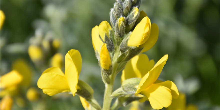 Bu çiçeği koparmanın cezası 109 bin 593 lira