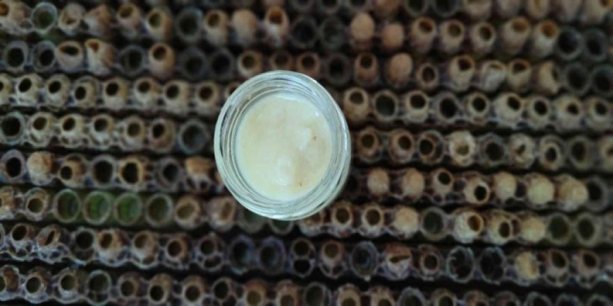 Bin bir derde deva arı sütünün kilosu 10 bin liradan satılıyor