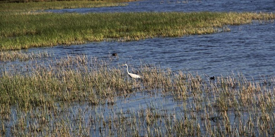 Kuş gözlemcilerinin yeni rotası: Sarıkum Tabiat Koruma Alanı